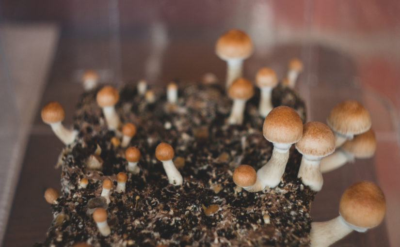 Experts urge study of psilocybin, other psychedelics for cancer-related distress