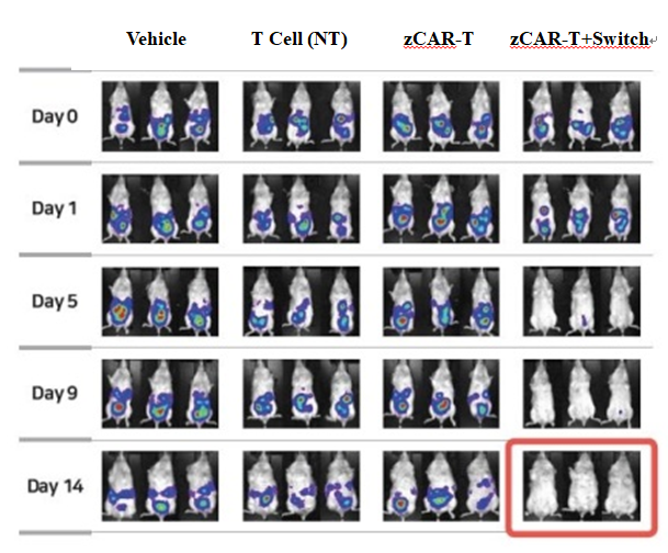 Abclon Derives Clinical Materials for CAR-T Treatment of Ovarian Cancer