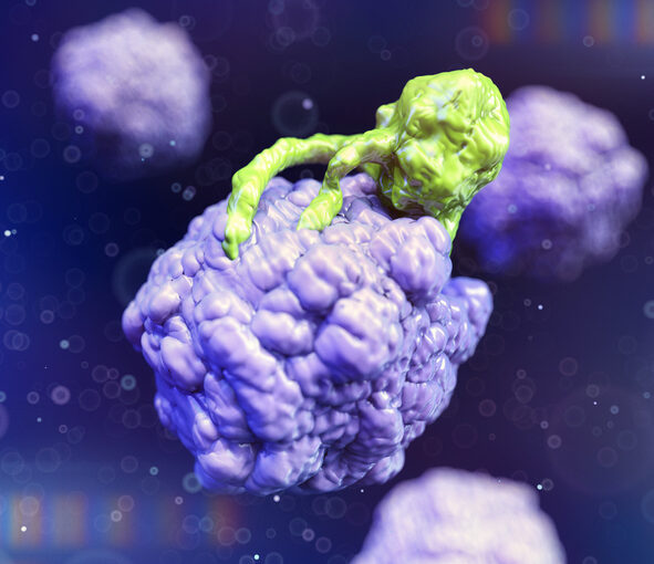 Killer T-lymphocyte (green) beginning to attack a cancer cell (mauve). [Maciej Frollow/Getty Images]